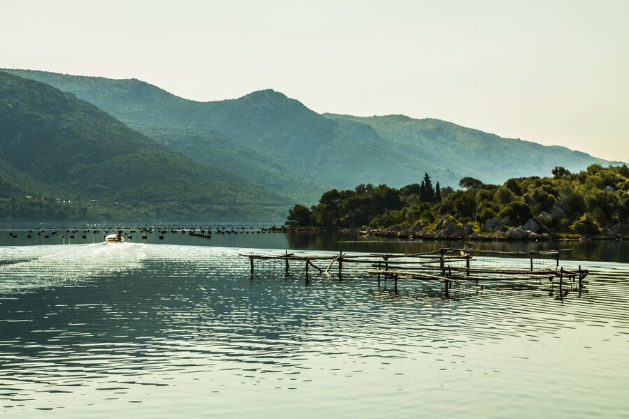 Ston Oyster & Wine Tasting Private Tour From Dubrovnik - Who this private tour is best for