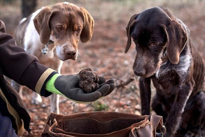 Truffle and wine / Taste of Istria from POREC, ROVINJ, PULA - How private works, and what to watch for