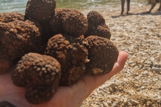 Truffle Hunting in Velebit with Gastronomic Experience - After the hunt: a brunch that actually uses the finds