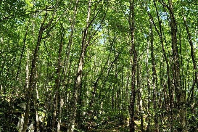 Truffle Hunting in Velebit with Gastronomic Experience - Who this tour is best for