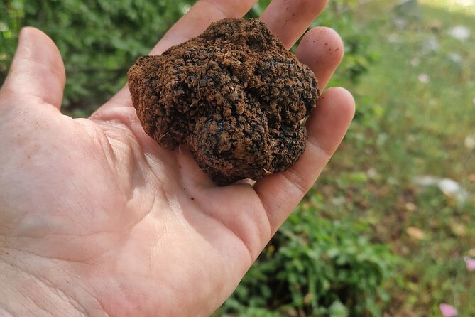 Truffle Hunting in Velebit with Gastronomic Experience - Should you book the truffle hunt near Raduč?