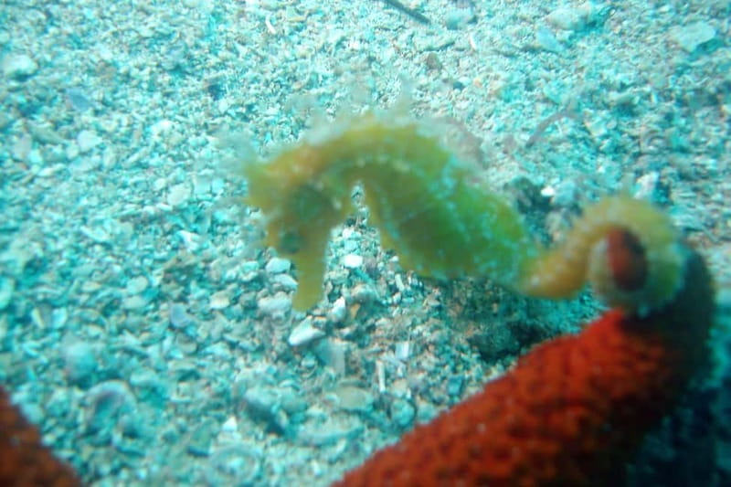 Tucepi: Snorkeling Boat Tour at the Makarska Riviera - The Day’s Route: Makarska Riviera vs Brac vs Hvar