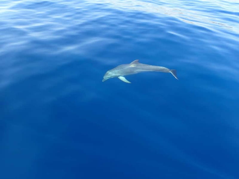 Tucepi: Snorkeling Boat Tour at the Makarska Riviera - Should You Book This Tucepi Snorkeling Boat Tour?