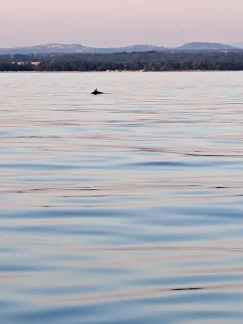 Umag: Dolphinwatching & sunset panorama tour - Key things to know before you go
