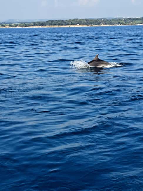 Umag: Dolphinwatching & sunset panorama tour - The dolphin territory run and the return pass at sunset