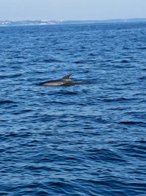 Umag: Dolphinwatching & sunset panorama tour - Sunset at sea: comfort under the hard top and how to handle choppy water