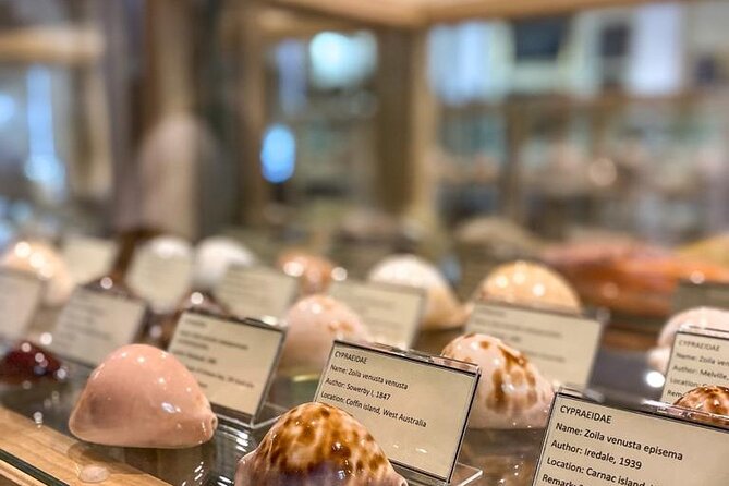 Visit Shell Museum Cavtat - Key Highlights That Make This Stop Worth Your Time