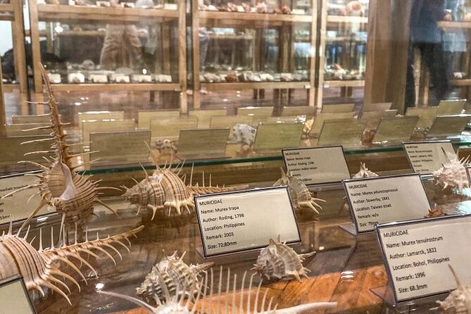 Visit Shell Museum Cavtat - What Happens During the Guided Visit (and Why It Feels Efficient)