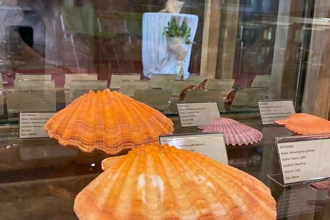 Visit Shell Museum Cavtat - Should You Book Shell Museum Cavtat? (My Take)