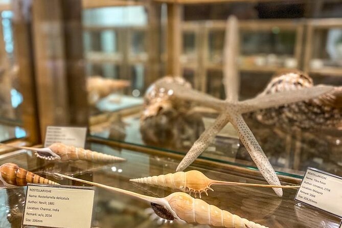 Visit Shell Museum Cavtat - The Collection: Comparing Thousands of Shell Species in One Short Walk