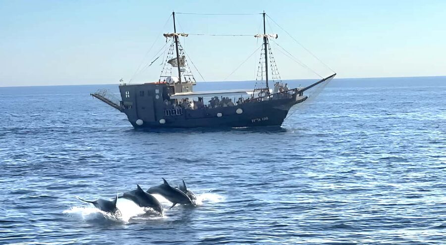 Vrsar: Dolphin Watching Boat Ride - Key Things That Make This Dolphin Boat Ride Worth Your Time