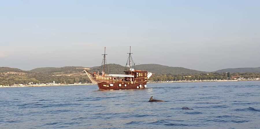 Vrsar: Dolphin Watching Boat Ride - Price and Value: Why $29 Feels Fair Here
