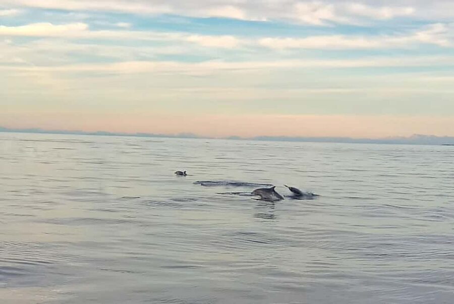 Vrsar: Dolphin Watching Boat Ride - What You’re Really Buying: A 2-Hour Adriatic Dolphin Hunt