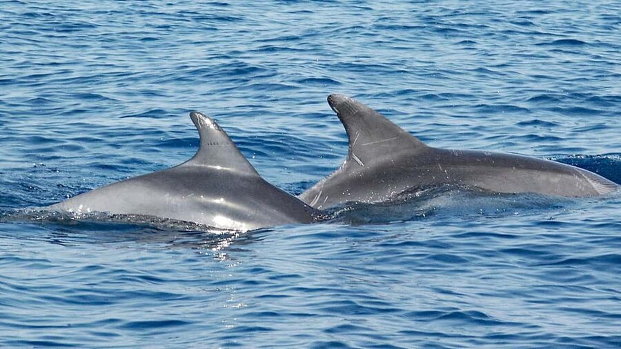 Vrsar: Dolphin Watching Boat Ride - The First Minutes Matter: Drinks, Settling In, Then Scanning the Sea