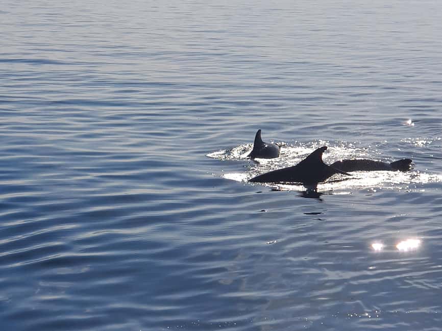 Vrsar: Dolphin Watching Boat Ride - The Views of Vrsar You’ll Actually Remember