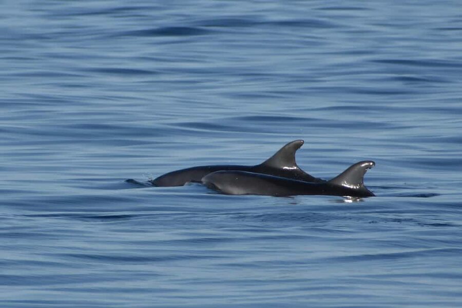 Vrsar: Dolphin Watching Boat Ride - The Ship: Boat Sveta Ana and a Comfortable, Friendly Atmosphere