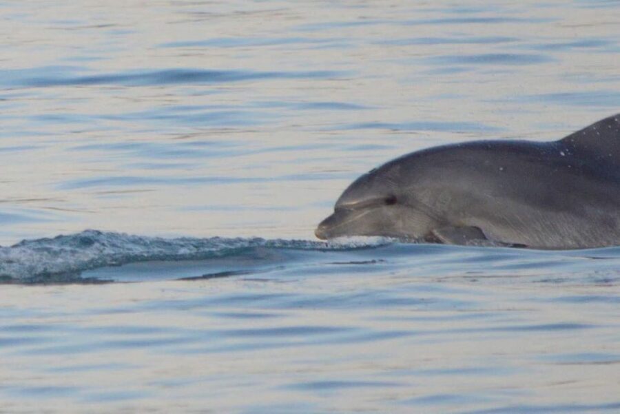 Vrsar: Dolphin Watching Boat Tour including Drinks - Why Vrsar Is Such a Smart Base for Dolphins and Sunset Light