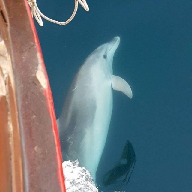 Vrsar: Dolphin Watching Boat Tour including Drinks - Dolphin Watching That Feels Ethical, Not Performative