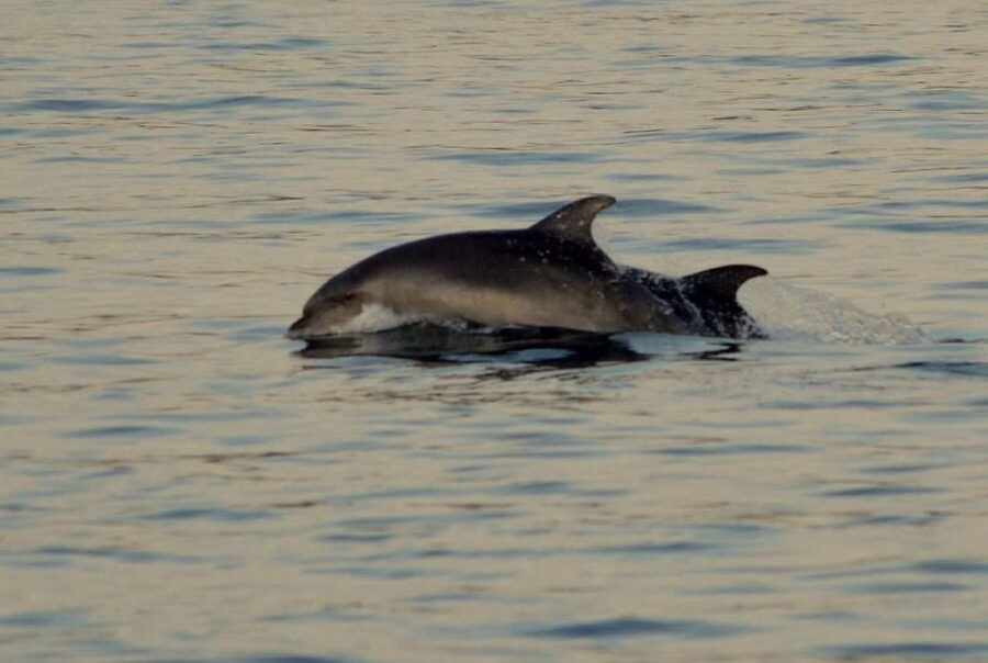 Vrsar: Dolphin Watching Boat Tour including Drinks - Drinks Included: Wine, Juice, and How to Read What’s Not on the List