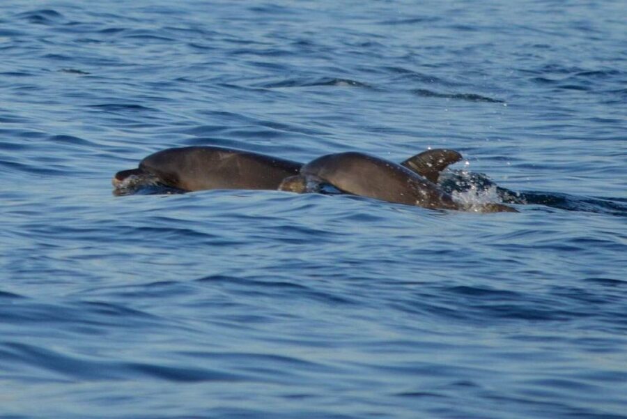 Vrsar: Dolphin Watching Boat Tour including Drinks - Tips for a Smooth Ride on Istria’s Water