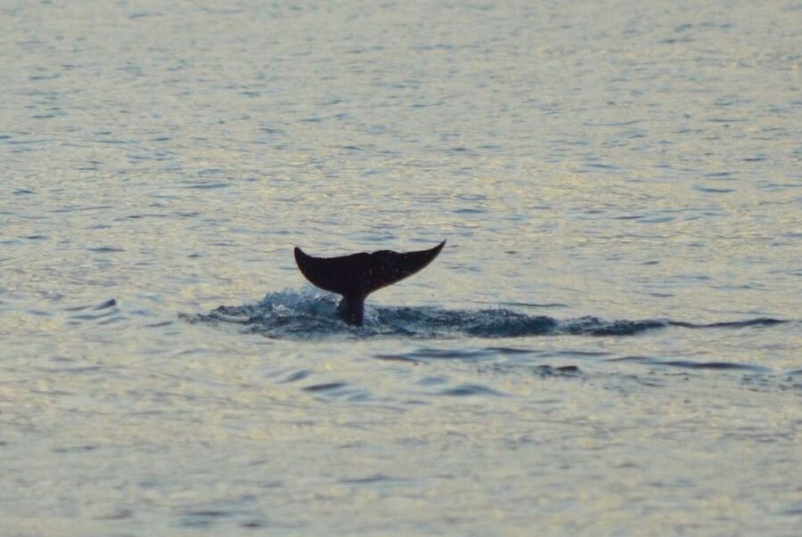 Vrsar: Dolphin Watching Boat Tour including Drinks - FAQ