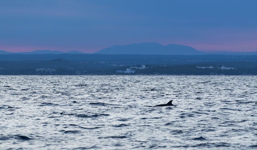 Vrsar: Dolphin-Watching Sunset Adventure with Speedboat - Meeting Point at Istra Speed Boat, and How to Handle the Start
