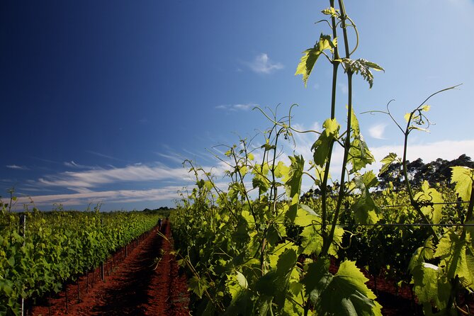 Wine Tasting Experience at the organic winery in Šišan - Key things to know before you go