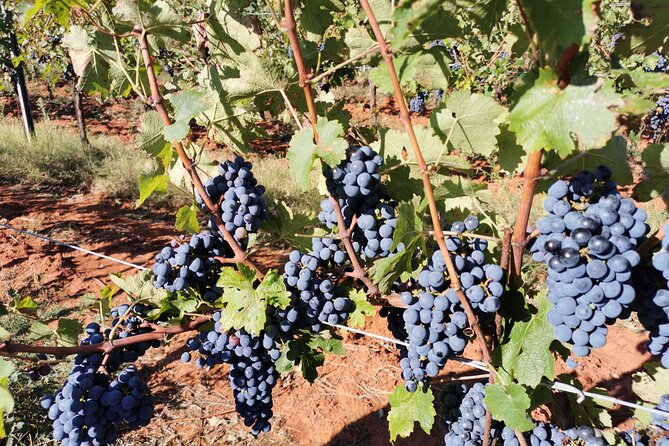 Wine Tasting Experience at the organic winery in Šišan - Who this tour suits best, and who should skip it