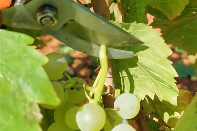Wine Tasting Experience at the organic winery in Šišan - The 1 hour 30 minutes flow: what you’ll actually do