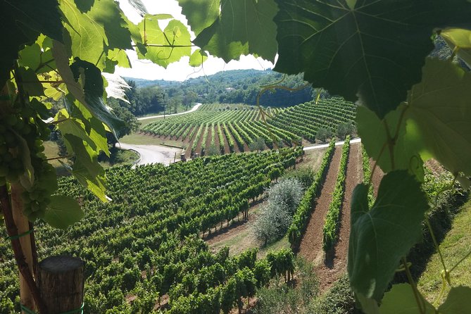 Wine Tour - The Best of Istria - Rovinj pickup to Istria wine tastings, the value question