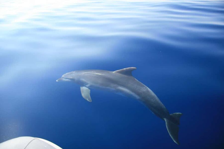 Zadar: Speedboat Tour with Snorkeling & Fruit - Weather, Route Changes, and How the Captain Protects Your Day